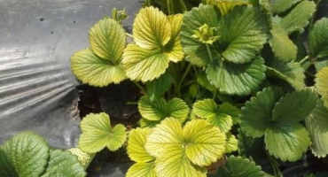 Proč jahodové listy žloutnou a co dělat